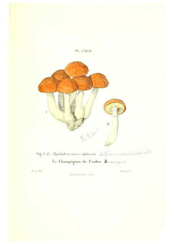 Reproducción/Reproduction 6266453177: Iconographie des champignons de Paulet New York,H. Baillière; [etc., etc.],1855