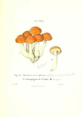 Reproducción/Reproduction 6266453177: Iconographie des champignons de Paulet New York,H. Baillière; [etc., etc.],1855