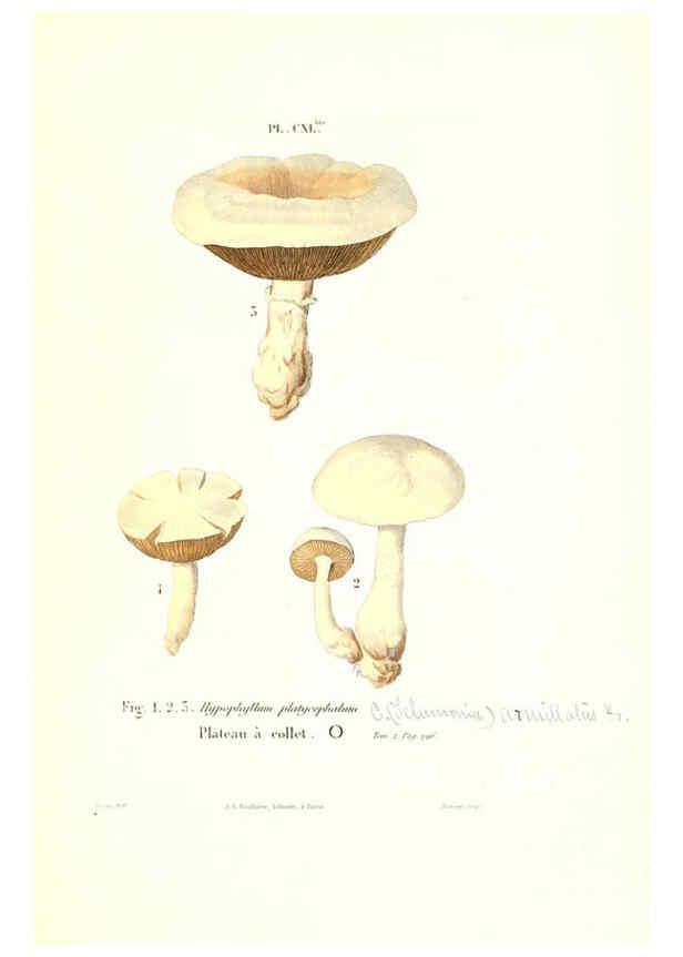 Reproducción/Reproduction 6266451901: Iconographie des champignons de Paulet New York,H. Baillière; [etc., etc.],1855