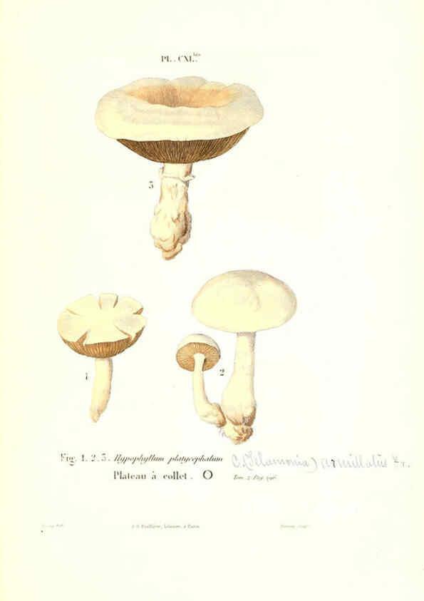 Reproducción/Reproduction 6266451901: Iconographie des champignons de Paulet New York,H. Baillière; [etc., etc.],1855