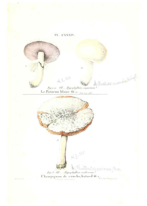 Reproducción/Reproduction 6266978032: Iconographie des champignons de Paulet New York,H. Baillière; [etc., etc.],1855