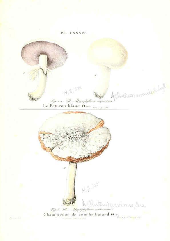 Reproducción/Reproduction 6266978032: Iconographie des champignons de Paulet New York,H. Baillière; [etc., etc.],1855