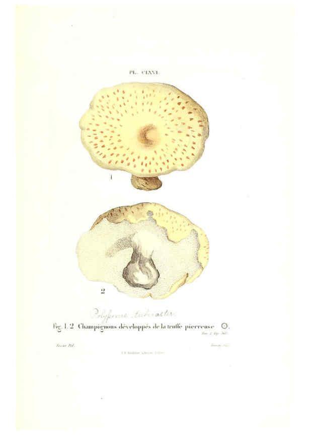 Reproducción/Reproduction 6266984934: Iconographie des champignons de Paulet New York,H. Baillière; [etc., etc.],1855