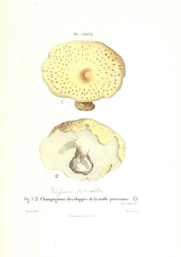 Reproducción/Reproduction 6266984934: Iconographie des champignons de Paulet New York,H. Baillière; [etc., etc.],1855