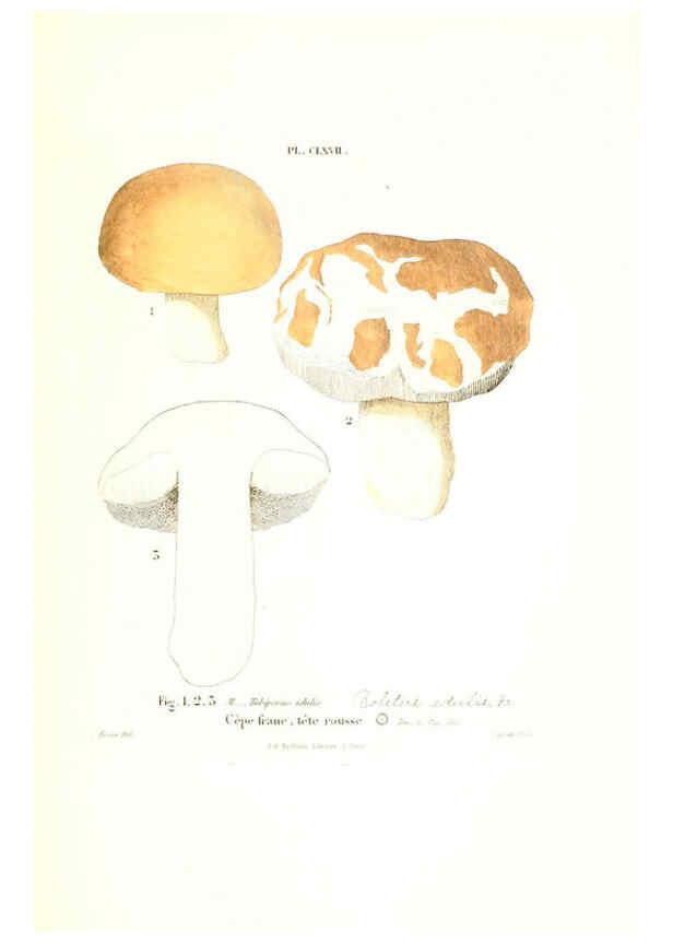 Reproducción/Reproduction 6266457335: Iconographie des champignons de Paulet New York,H. Baillière; [etc., etc.],1855