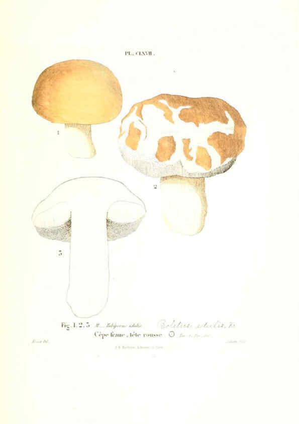 Reproducción/Reproduction 6266457335: Iconographie des champignons de Paulet New York,H. Baillière; [etc., etc.],1855