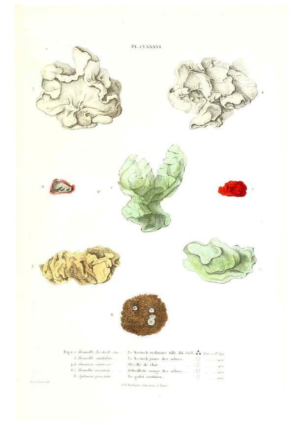 Reproducción/Reproduction 6266989016: Iconographie des champignons de Paulet New York,H. Baillière; [etc., etc.],1855