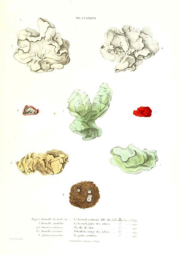 Reproducción/Reproduction 6266989016: Iconographie des champignons de Paulet New York,H. Baillière; [etc., etc.],1855