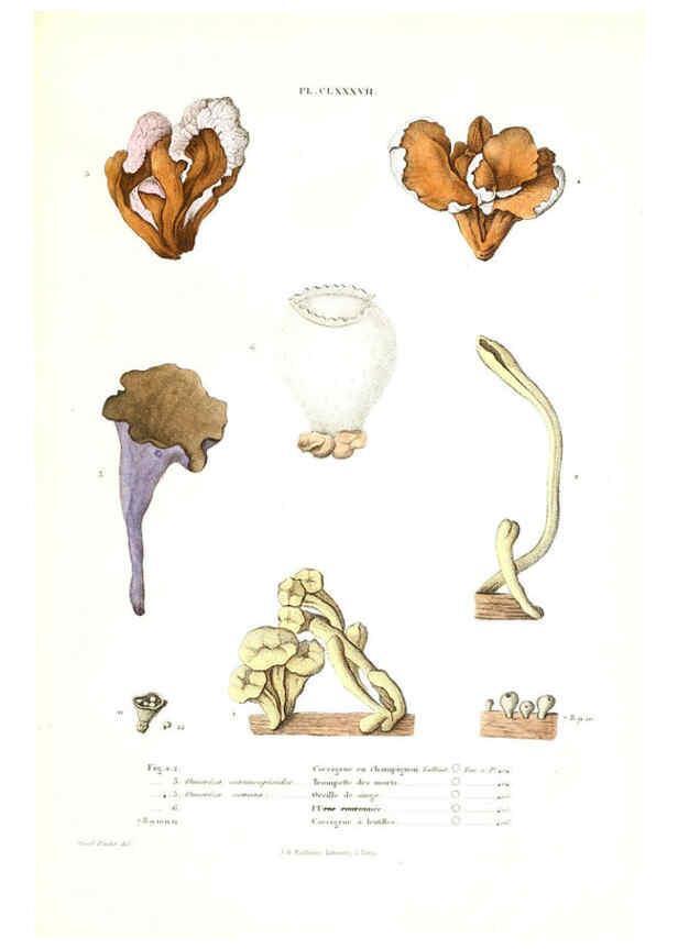 Reproducción/Reproduction 6266461387: Iconographie des champignons de Paulet New York,H. Baillière; [etc., etc.],1855