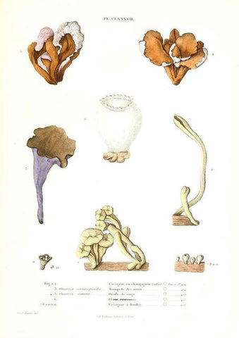 Reproducción/Reproduction 6266461387: Iconographie des champignons de Paulet New York,H. Baillière; [etc., etc.],1855