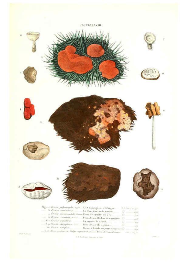 Reproducción/Reproduction 6266989366: Iconographie des champignons de Paulet New York,H. Baillière; [etc., etc.],1855