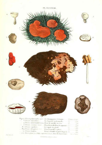 Reproducción/Reproduction 6266989366: Iconographie des champignons de Paulet New York,H. Baillière; [etc., etc.],1855