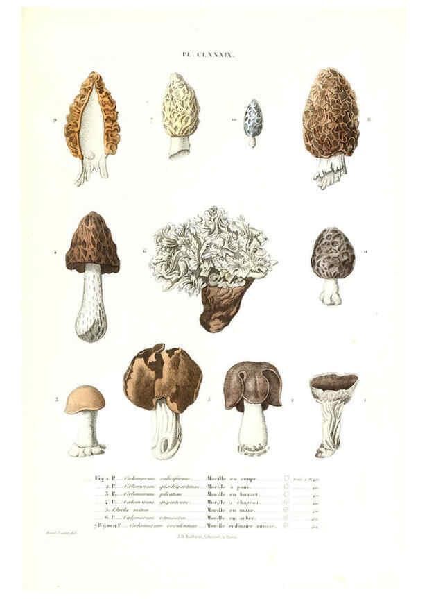 Reproducción/Reproduction 6266461699: Iconographie des champignons de Paulet New York,H. Baillière; [etc., etc.],1855