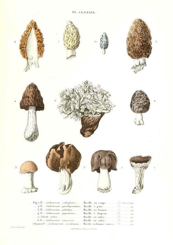 Reproducción/Reproduction 6266461699: Iconographie des champignons de Paulet New York,H. Baillière; [etc., etc.],1855