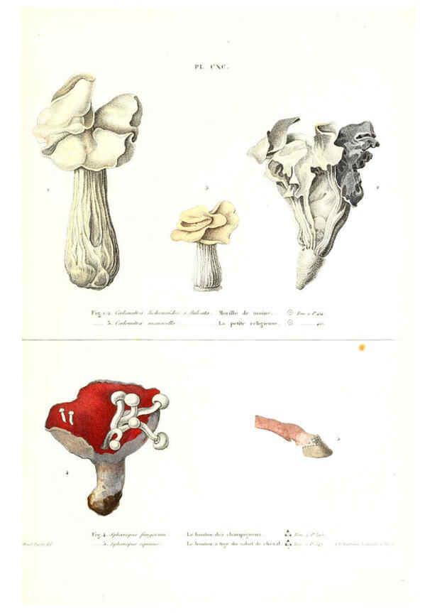 Reproducción/Reproduction 6266989762: Iconographie des champignons de Paulet New York,H. Baillière; [etc., etc.],1855