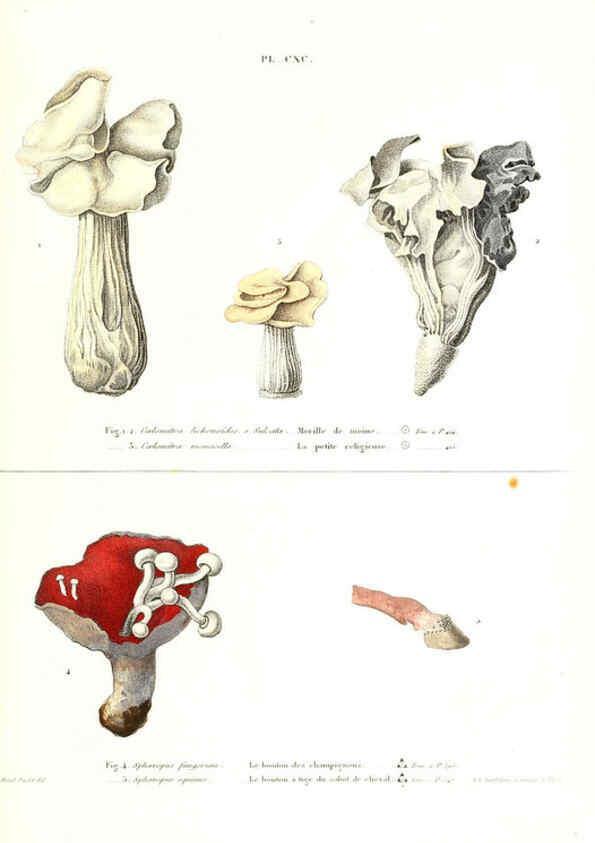 Reproducción/Reproduction 6266989762: Iconographie des champignons de Paulet New York,H. Baillière; [etc., etc.],1855