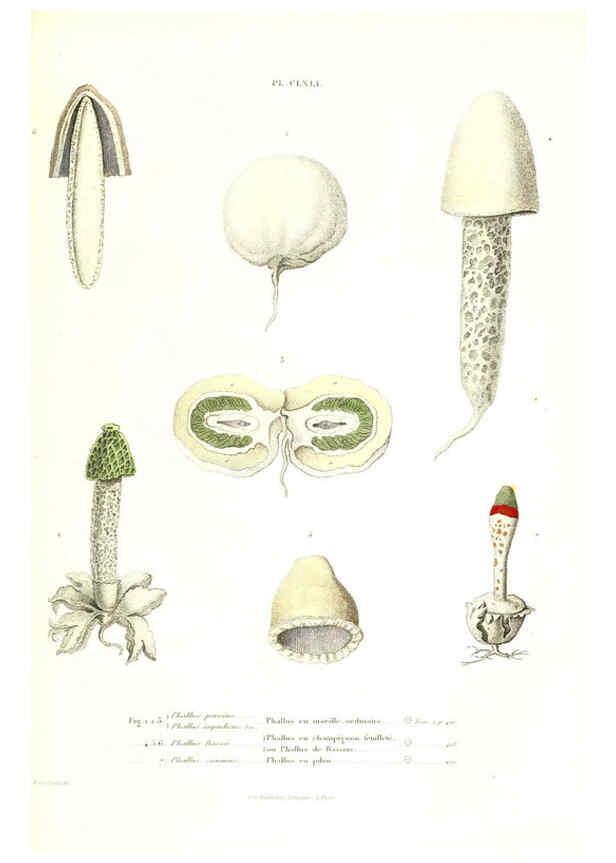 Reproducción/Reproduction 6266989950: Iconographie des champignons de Paulet New York,H. Baillière; [etc., etc.],1855