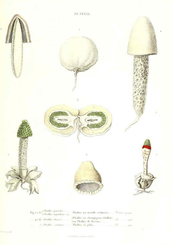 Reproducción/Reproduction 6266989950: Iconographie des champignons de Paulet New York,H. Baillière; [etc., etc.],1855