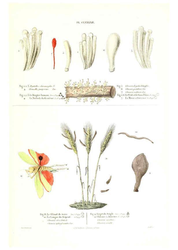 Reproducción/Reproduction 6266462215: Iconographie des champignons de Paulet New York,H. Baillière; [etc., etc.],1855