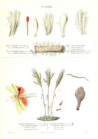 Reproducción/Reproduction 6266462215: Iconographie des champignons de Paulet New York,H. Baillière; [etc., etc.],1855