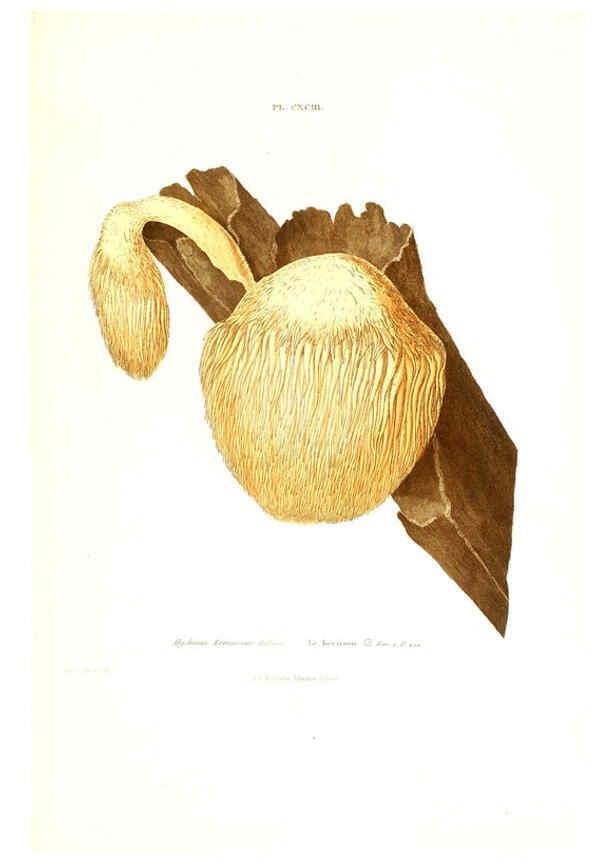 Reproducción/Reproduction 6266990324: Iconographie des champignons de Paulet New York,H. Baillière; [etc., etc.],1855