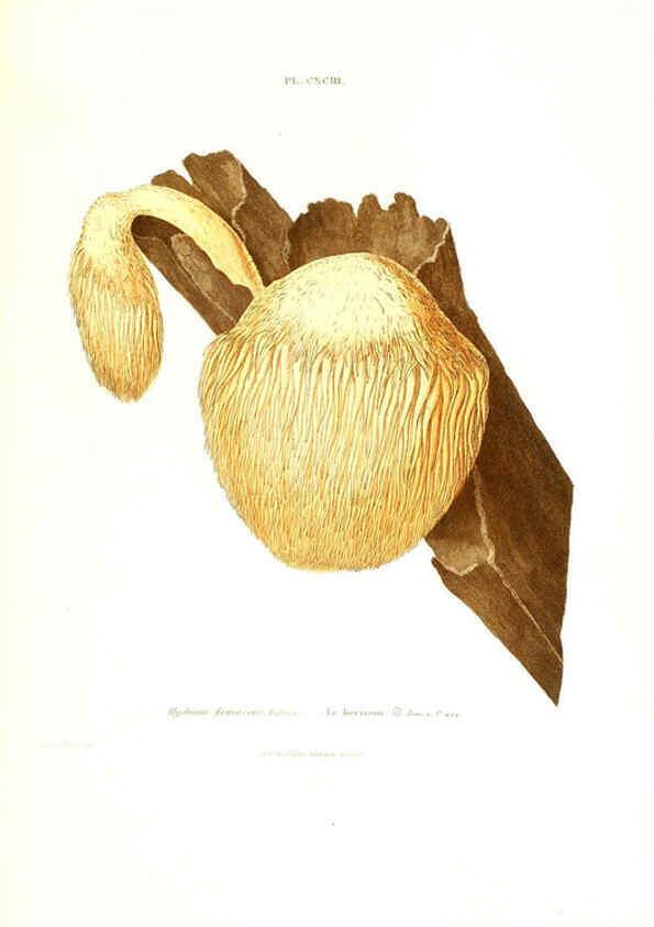 Reproducción/Reproduction 6266990324: Iconographie des champignons de Paulet New York,H. Baillière; [etc., etc.],1855