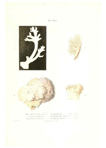 Reproducción/Reproduction 6266990720: Iconographie des champignons de Paulet New York,H. Baillière; [etc., etc.],1855