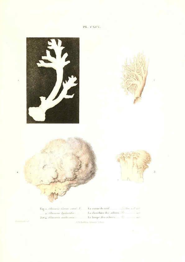 Reproducción/Reproduction 6266990720: Iconographie des champignons de Paulet New York,H. Baillière; [etc., etc.],1855