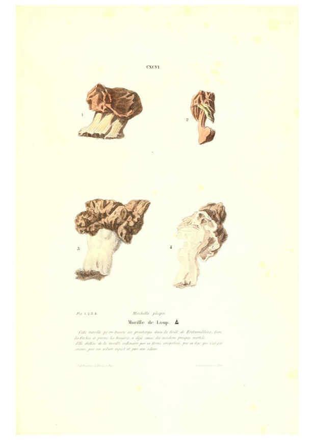 Reproducción/Reproduction 6266990888: Iconographie des champignons de Paulet New York,H. Baillière; [etc., etc.],1855