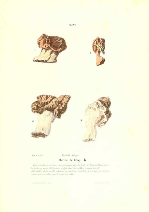 Reproducción/Reproduction 6266990888: Iconographie des champignons de Paulet New York,H. Baillière; [etc., etc.],1855