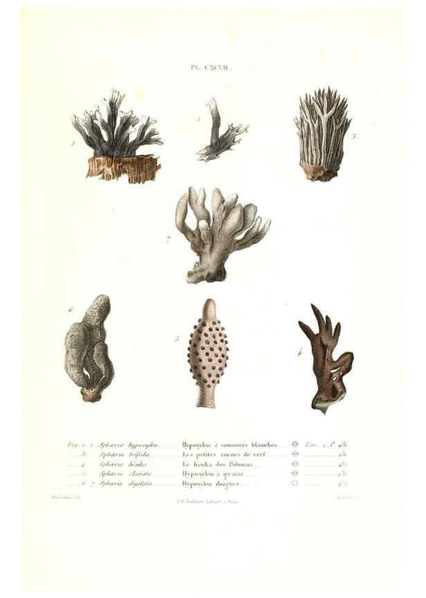 Reproducción/Reproduction 6266463153: Iconographie des champignons de Paulet New York,H. Baillière; [etc., etc.],1855