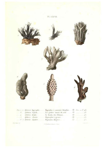 Reproducción/Reproduction 6266463153: Iconographie des champignons de Paulet New York,H. Baillière; [etc., etc.],1855