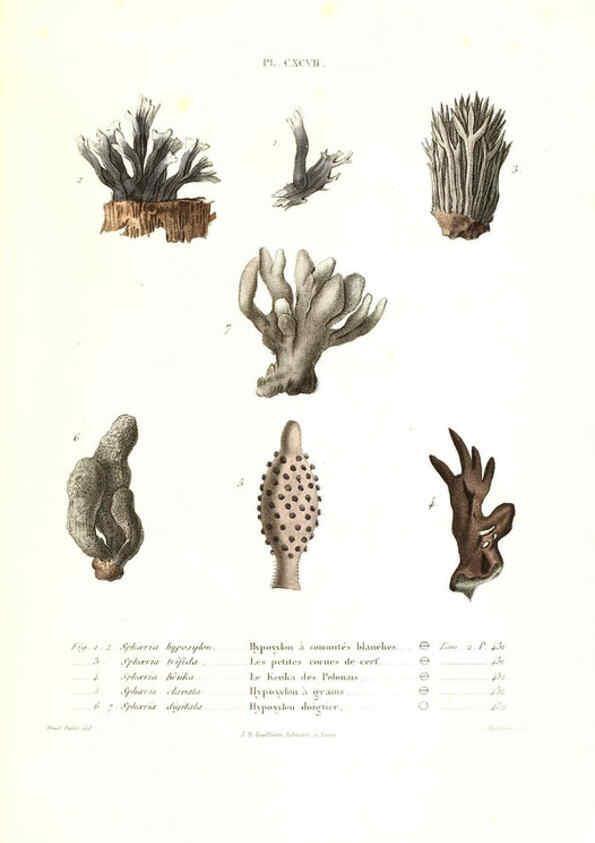 Reproducción/Reproduction 6266463153: Iconographie des champignons de Paulet New York,H. Baillière; [etc., etc.],1855