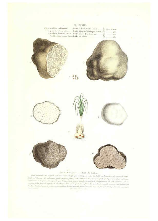 Reproducción/Reproduction 6266463351: Iconographie des champignons de Paulet New York,H. Baillière; [etc., etc.],1855