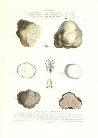 Reproducción/Reproduction 6266463351: Iconographie des champignons de Paulet New York,H. Baillière; [etc., etc.],1855