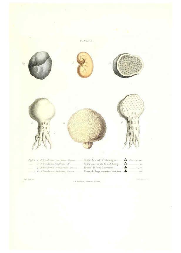 Reproducción/Reproduction 6266991440: Iconographie des champignons de Paulet New York,H. Baillière; [etc., etc.],1855