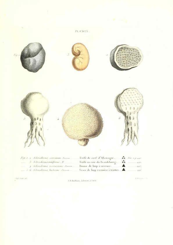 Reproducción/Reproduction 6266991440: Iconographie des champignons de Paulet New York,H. Baillière; [etc., etc.],1855