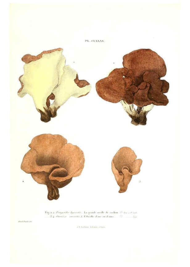 Reproducción/Reproduction 6266461051: Iconographie des champignons de Paulet New York,H. Baillière; [etc., etc.],1855