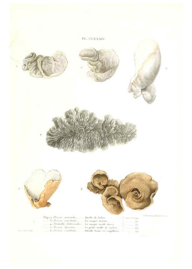 Reproducción/Reproduction 6266988674: Iconographie des champignons de Paulet New York,H. Baillière; [etc., etc.],1855