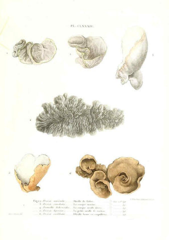 Reproducción/Reproduction 6266988674: Iconographie des champignons de Paulet New York,H. Baillière; [etc., etc.],1855