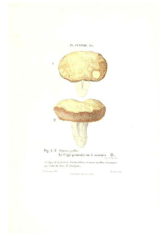 Reproducción/Reproduction 6266988508: Iconographie des champignons de Paulet New York,H. Baillière; [etc., etc.],1855