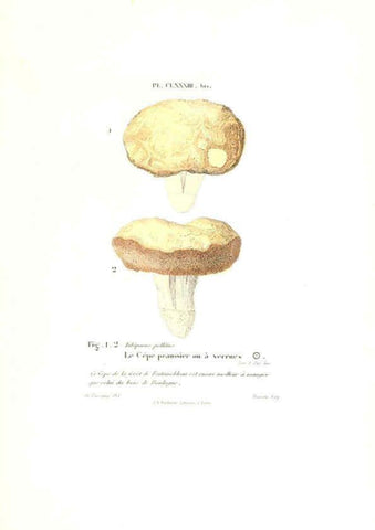 Reproducción/Reproduction 6266988508: Iconographie des champignons de Paulet New York,H. Baillière; [etc., etc.],1855