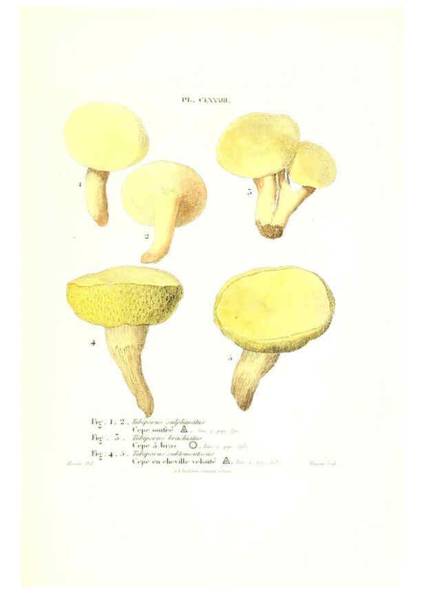 Reproducción/Reproduction 6266460399: Iconographie des champignons de Paulet New York,H. Baillière; [etc., etc.],1855