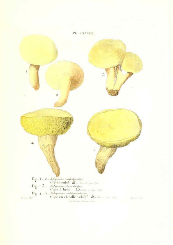 Reproducción/Reproduction 6266460399: Iconographie des champignons de Paulet New York,H. Baillière; [etc., etc.],1855