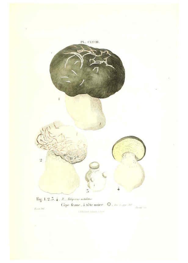 Reproducción/Reproduction 6266985448: Iconographie des champignons de Paulet New York,H. Baillière; [etc., etc.],1855