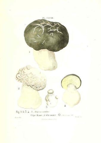 Reproducción/Reproduction 6266985448: Iconographie des champignons de Paulet New York,H. Baillière; [etc., etc.],1855