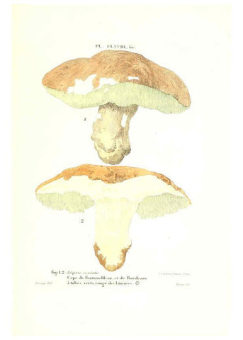 Reproducción/Reproduction 6266985598: Iconographie des champignons de Paulet New York,H. Baillière; [etc., etc.],1855