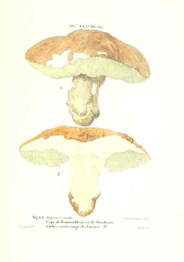 Reproducción/Reproduction 6266985598: Iconographie des champignons de Paulet New York,H. Baillière; [etc., etc.],1855