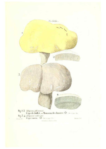 Reproducción/Reproduction 6266985770: Iconographie des champignons de Paulet New York,H. Baillière; [etc., etc.],1855