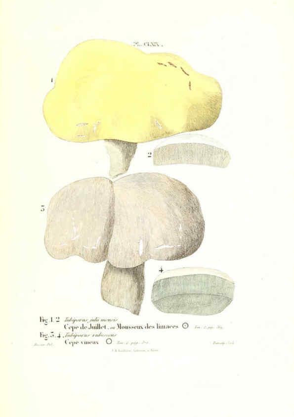 Reproducción/Reproduction 6266985770: Iconographie des champignons de Paulet New York,H. Baillière; [etc., etc.],1855